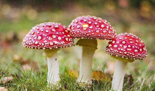 蘑菇视频爆料黑料吃瓜下载,吃瓜群众下载揭秘